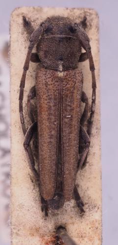 Phytoecia sp.